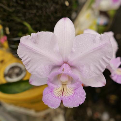 按此在新視窗瀏覽圖片