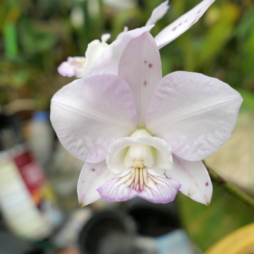 按此在新視窗瀏覽圖片