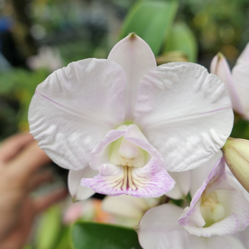 按此在新視窗瀏覽圖片