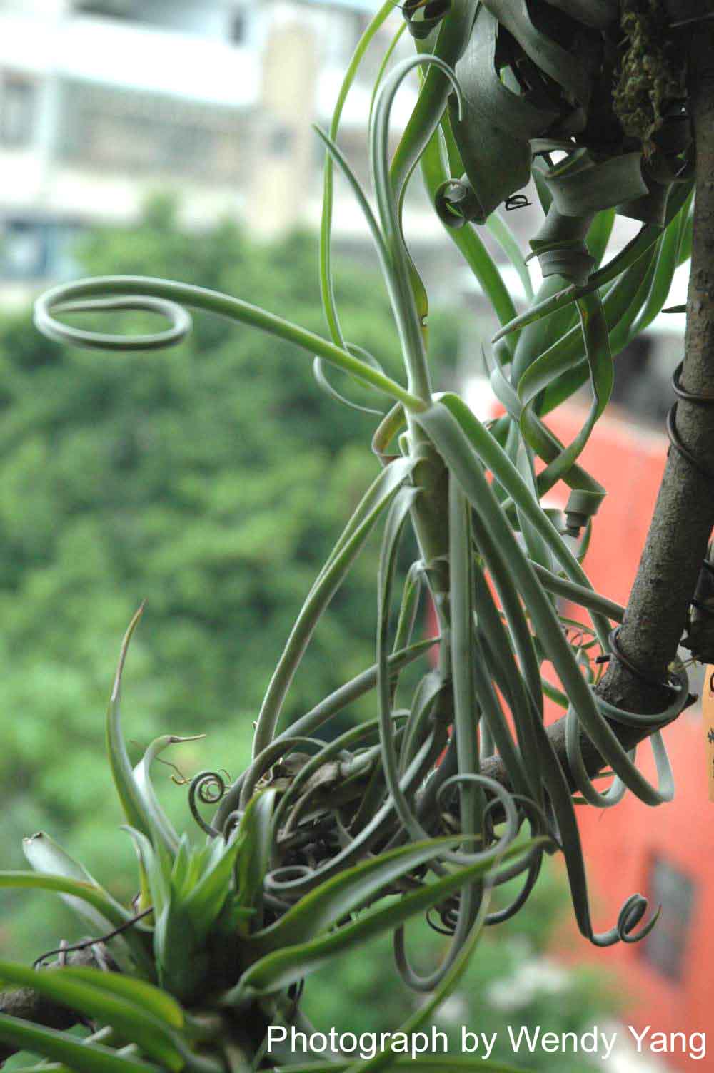 原生種 T Duratii 樹猴 香花品種 空氣鳳梨圖鑑專區