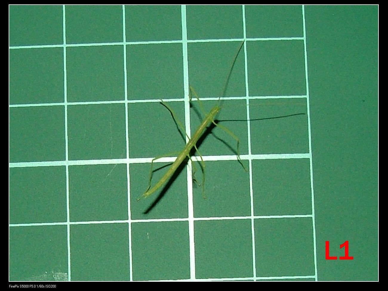 «ö¦¹¦b·sµøµ¡ÂsÄý¹Ï¤ù