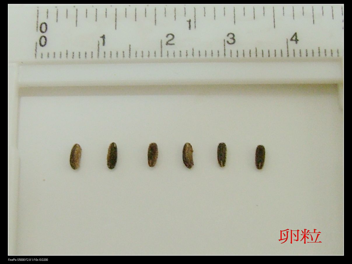 «ö¦¹¦b·sµøµ¡ÂsÄý¹Ï¤ù