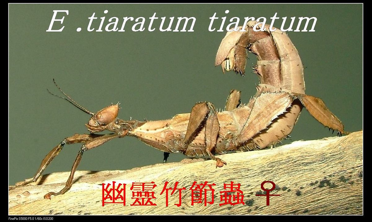 «ö¦¹¦b·sµøµ¡ÂsÄý¹Ï¤ù