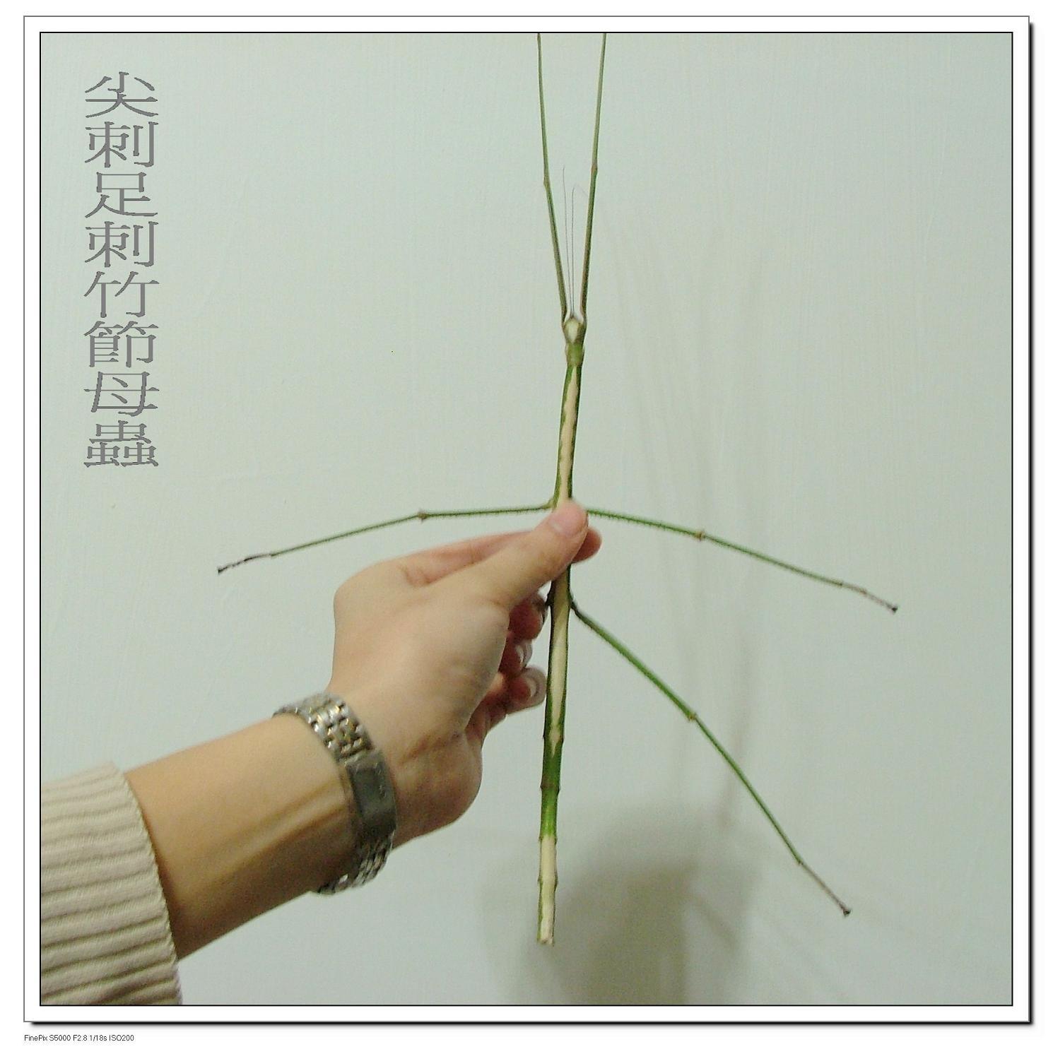 «ö¦¹¦b·sµøµ¡ÂsÄý¹Ï¤ù