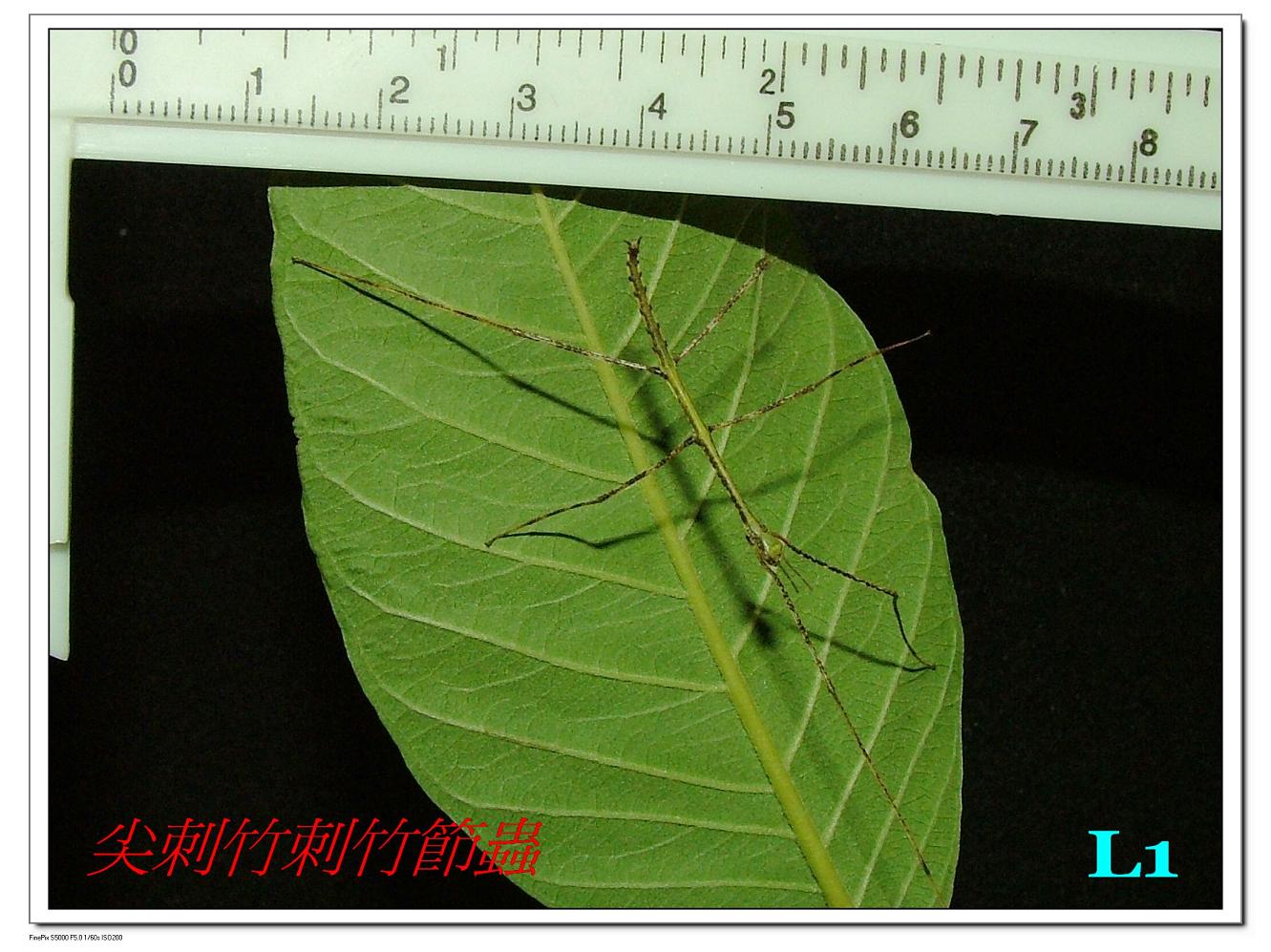 «ö¦¹¦b·sµøµ¡ÂsÄý¹Ï¤ù