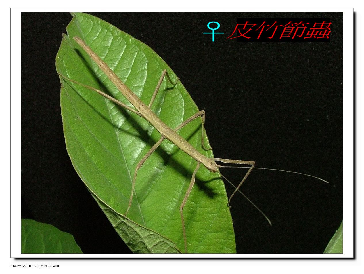 «ö¦¹¦b·sµøµ¡ÂsÄý¹Ï¤ù