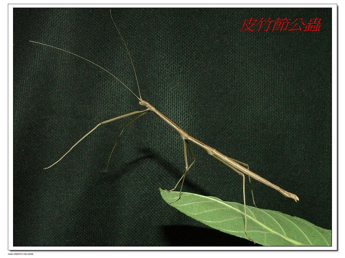 «ö¦¹¦b·sµøµ¡ÂsÄý¹Ï¤ù