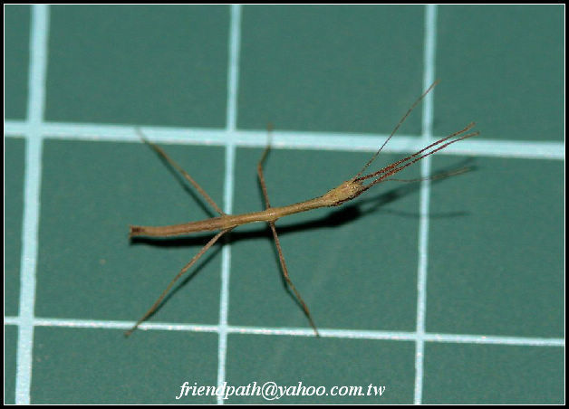 «ö¦¹¦b·sµøµ¡ÂsÄý¹Ï¤ù