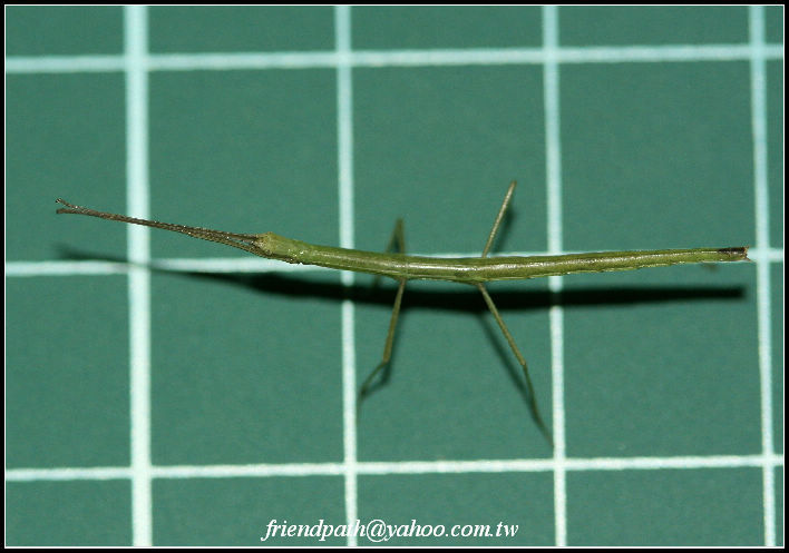 «ö¦¹¦b·sµøµ¡ÂsÄý¹Ï¤ù