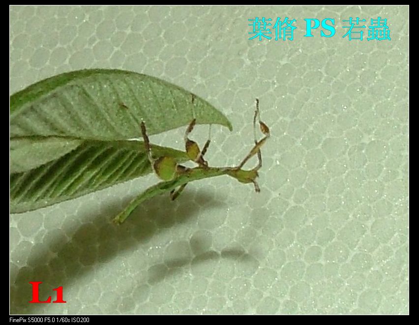 «ö¦¹¦b·sµøµ¡ÂsÄý¹Ï¤ù