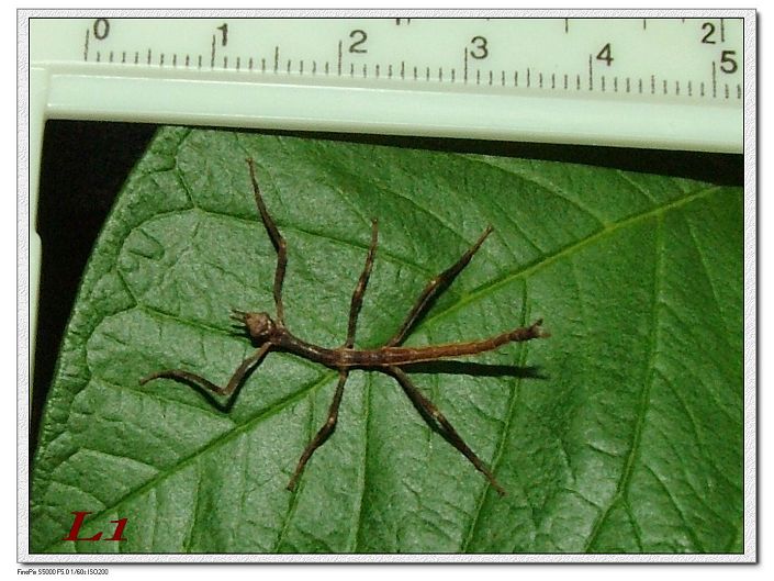 «ö¦¹¦b·sµøµ¡ÂsÄý¹Ï¤ù