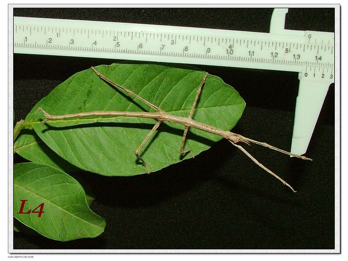 «ö¦¹¦b·sµøµ¡ÂsÄý¹Ï¤ù