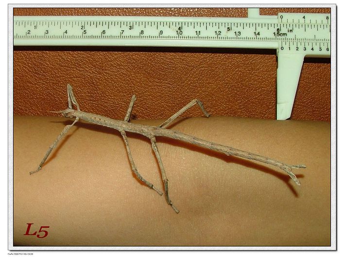 «ö¦¹¦b·sµøµ¡ÂsÄý¹Ï¤ù