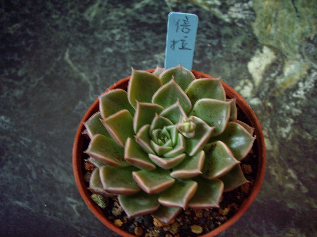 按此在新視窗瀏覽圖片