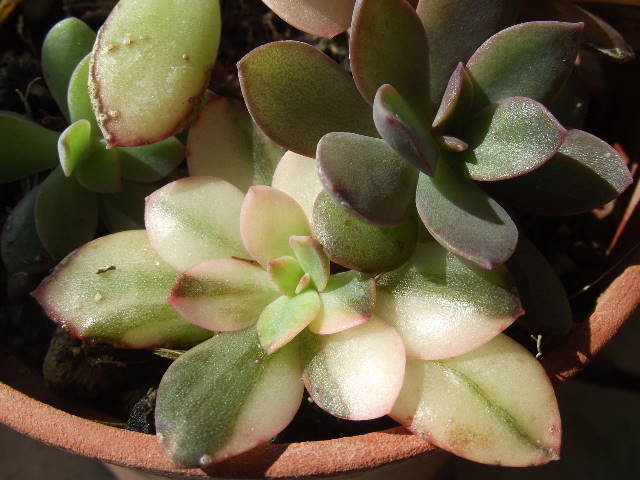 按此在新視窗瀏覽圖片