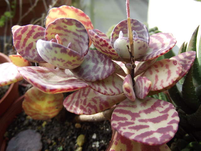 按此在新視窗瀏覽圖片