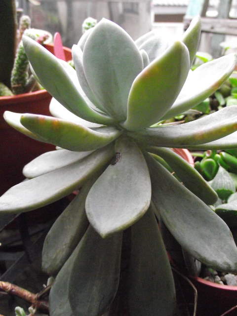 按此在新視窗瀏覽圖片