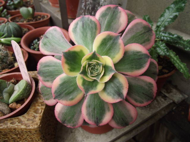 按此在新視窗瀏覽圖片