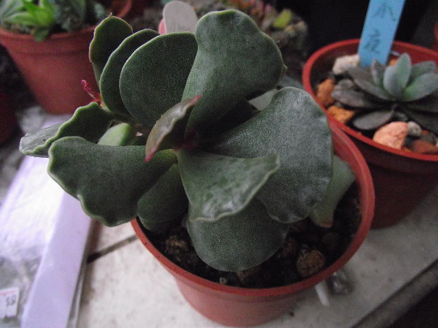 按此在新視窗瀏覽圖片