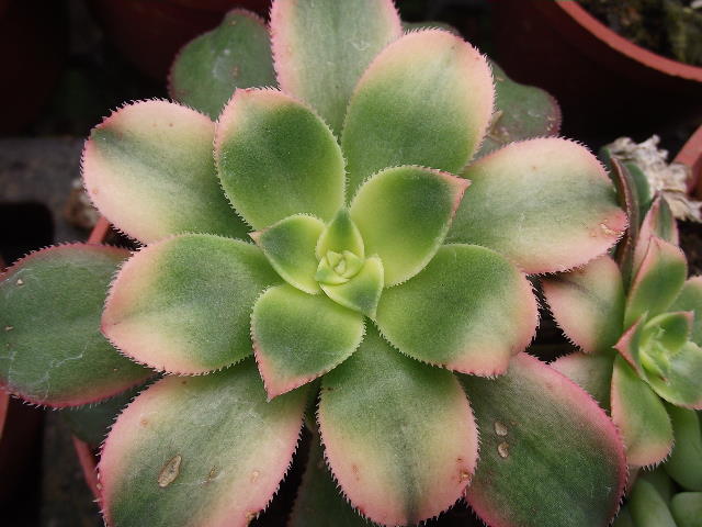 按此在新視窗瀏覽圖片