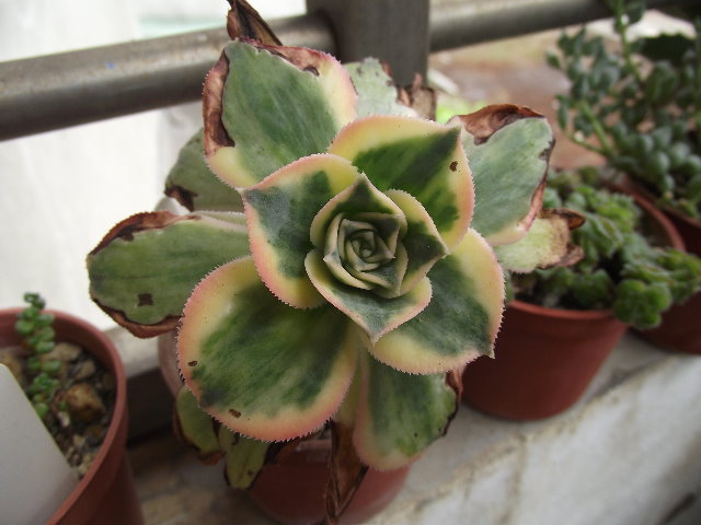 按此在新視窗瀏覽圖片