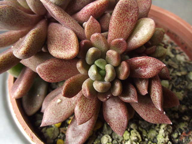 按此在新視窗瀏覽圖片