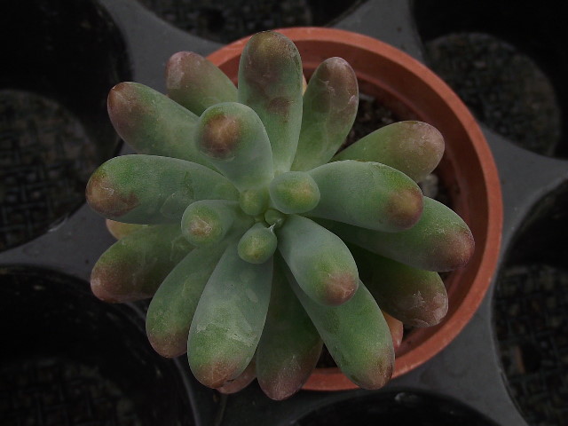 按此在新視窗瀏覽圖片