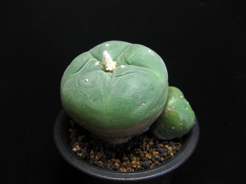 按此在新視窗瀏覽圖片